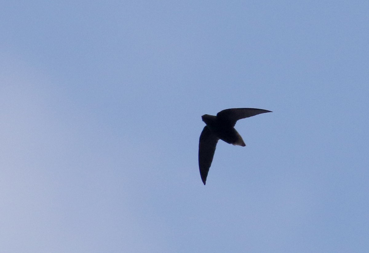 Short-tailed Swift (Short-tailed) - ML167612221