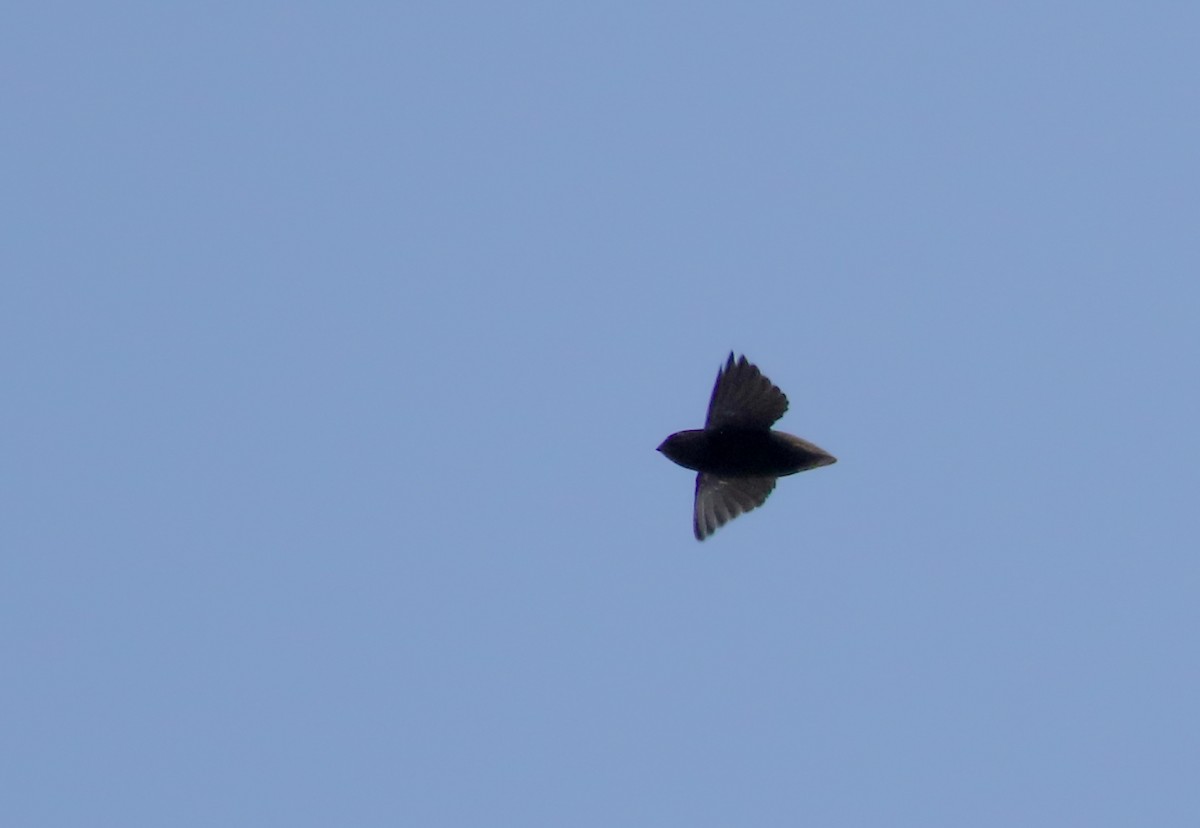 Short-tailed Swift (Short-tailed) - ML167612261