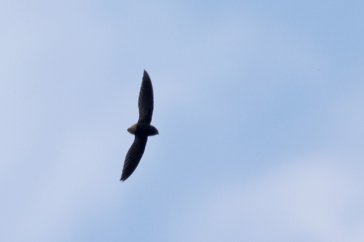 Short-tailed Swift (Short-tailed) - ML167612311