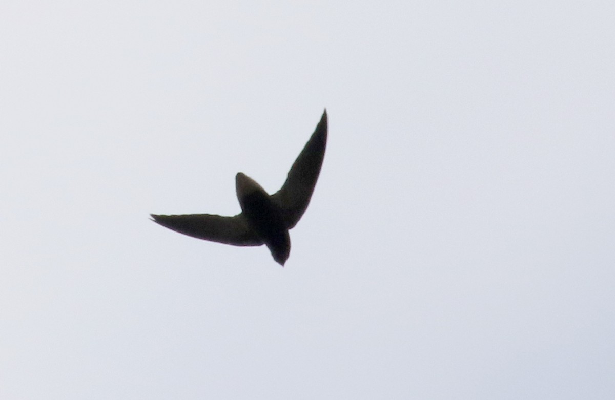 Short-tailed Swift (Short-tailed) - ML167612321