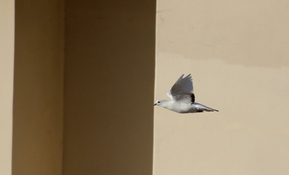 Rock Pigeon (Feral Pigeon) - ML167612501