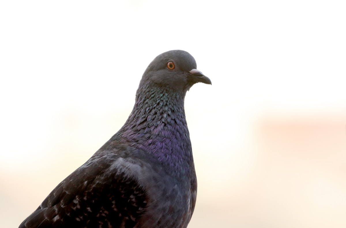 Rock Pigeon (Feral Pigeon) - ML167612561