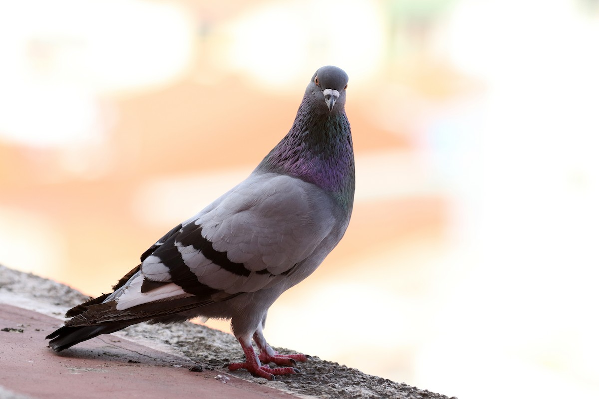 Rock Pigeon (Feral Pigeon) - ML167612631