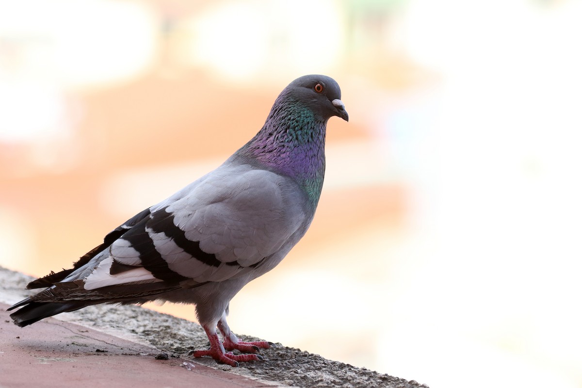 Rock Pigeon (Feral Pigeon) - ML167612641