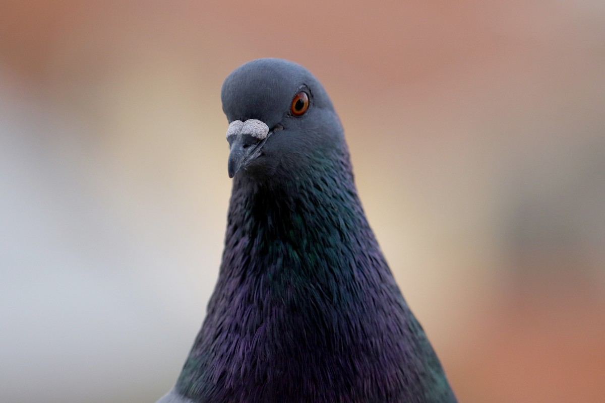 Rock Pigeon (Feral Pigeon) - ML167612721