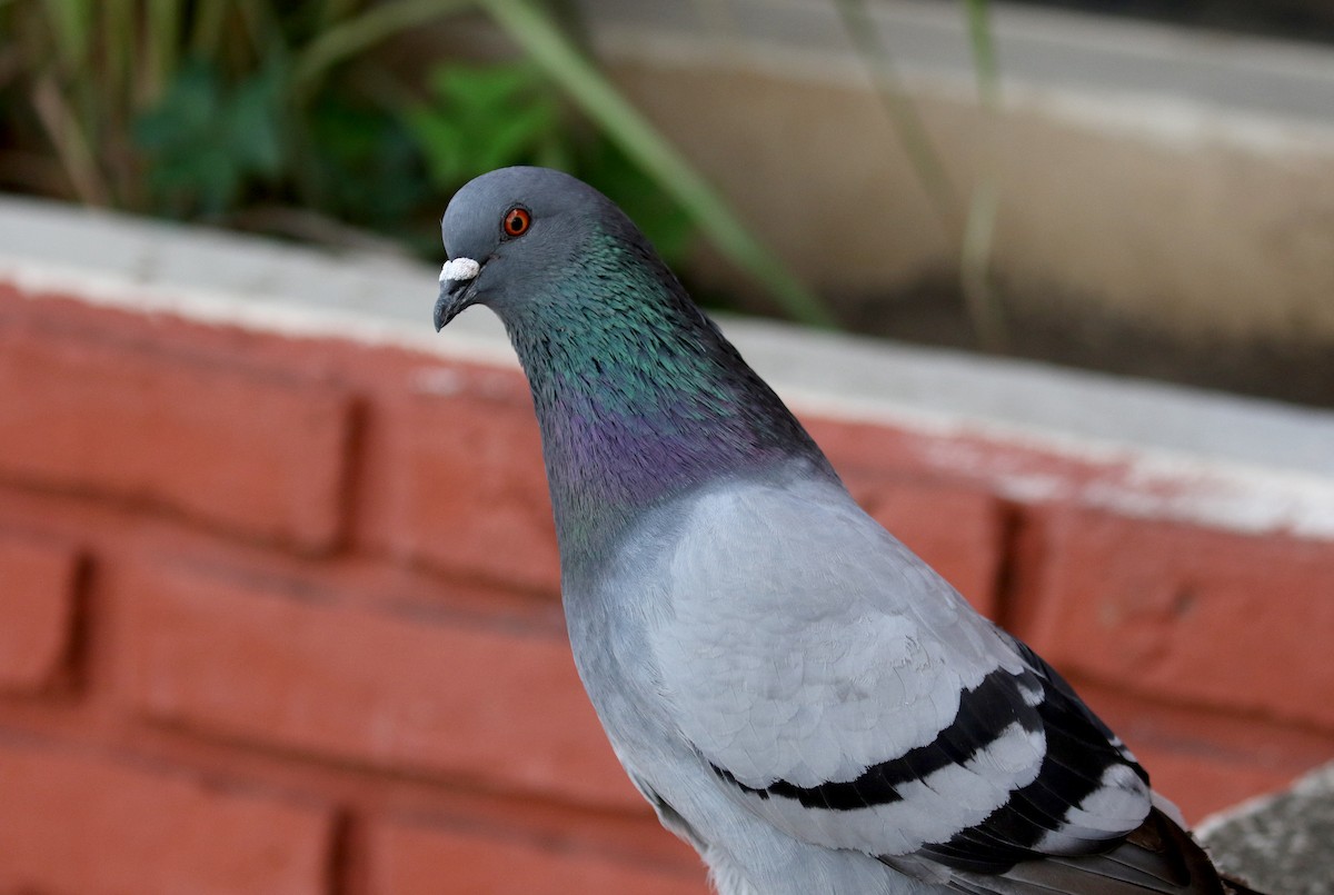Rock Pigeon (Feral Pigeon) - ML167612741
