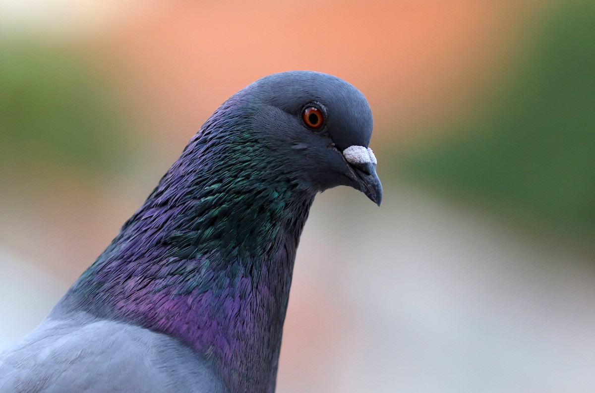 Rock Pigeon (Feral Pigeon) - ML167612751