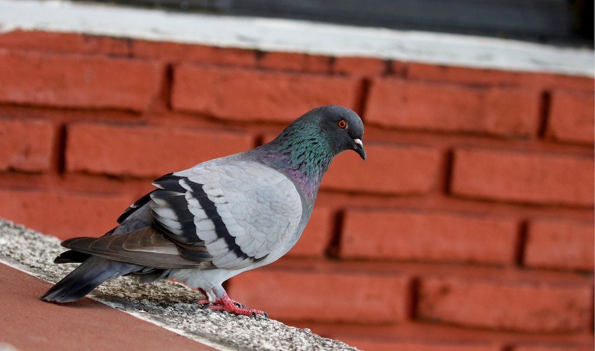 Rock Pigeon (Feral Pigeon) - ML167612761