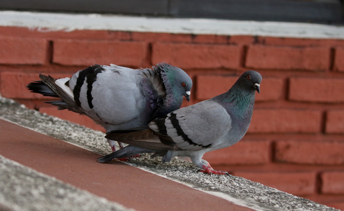 Rock Pigeon (Feral Pigeon) - ML167612801