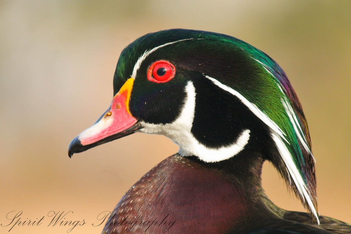 Wood Duck - Camille Bock