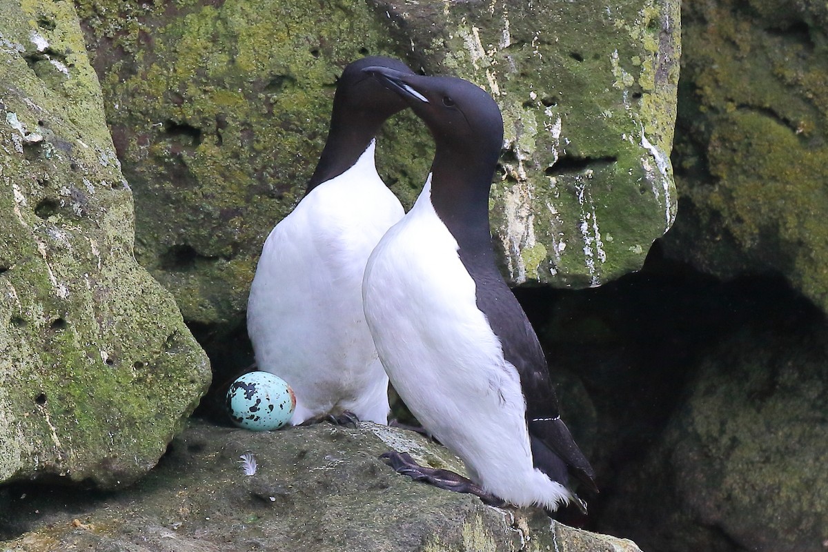 Thick-billed Murre - ML167616391