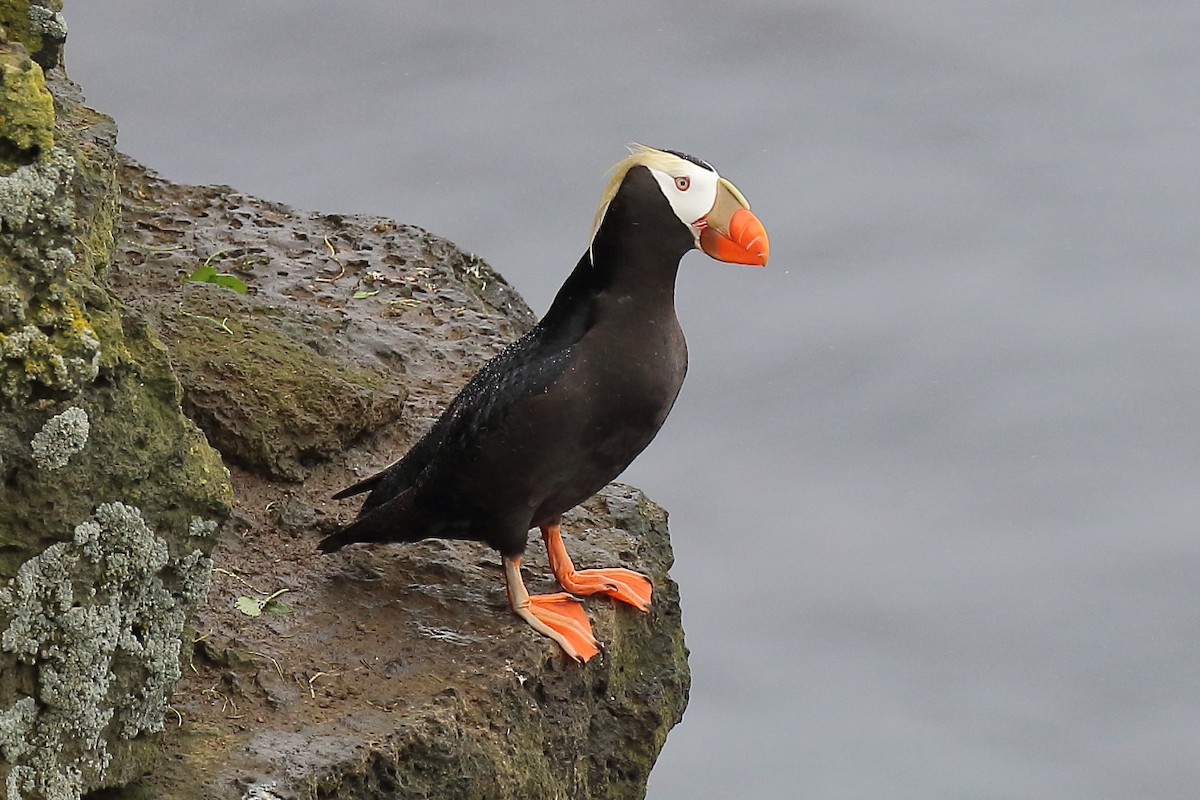 Tufted Puffin - ML167616481