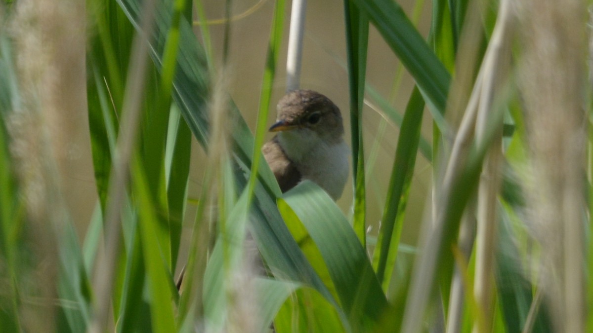 Common Reed Warbler - ML167617271