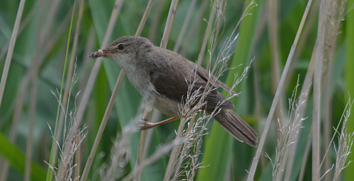 Common Reed Warbler - ML167617321