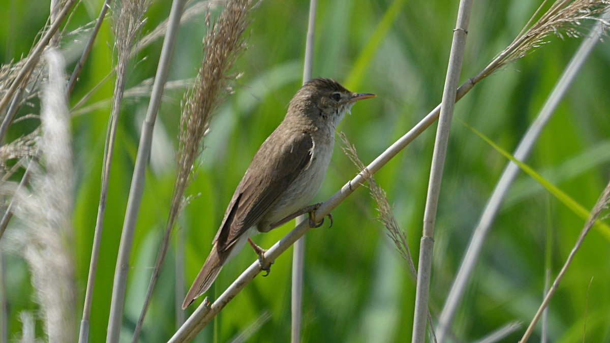 Common Reed Warbler - ML167617331