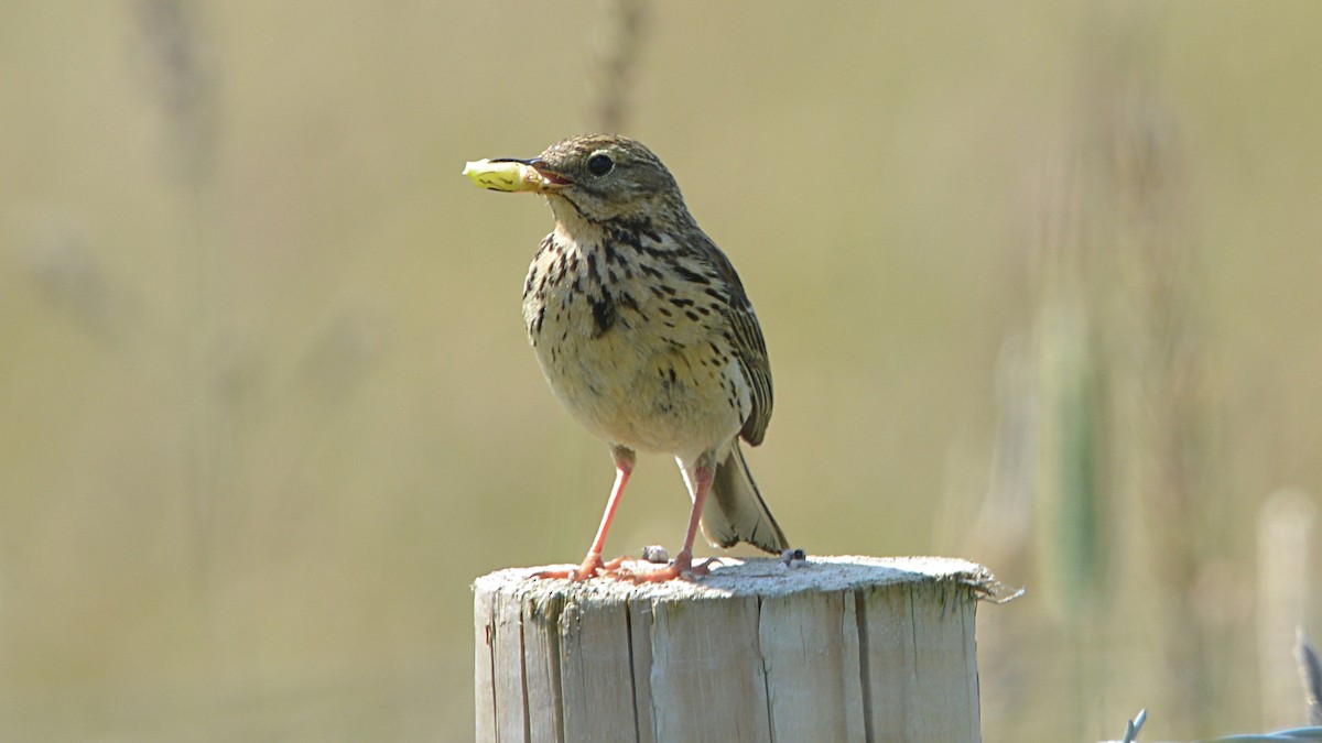 Meadow Pipit - ML167617601