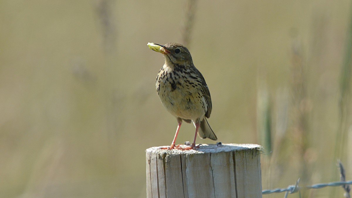Meadow Pipit - ML167617621