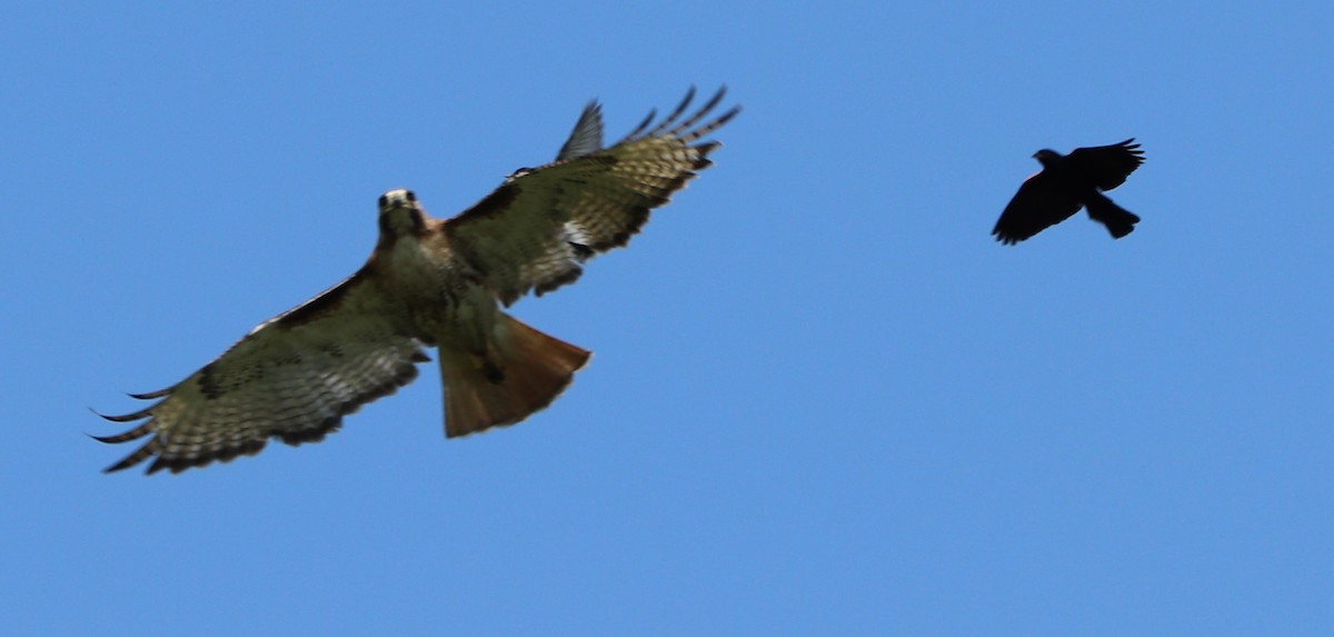 Red-tailed Hawk - ML167621971
