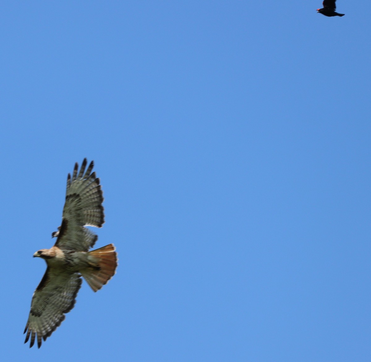 Red-tailed Hawk - ML167622031