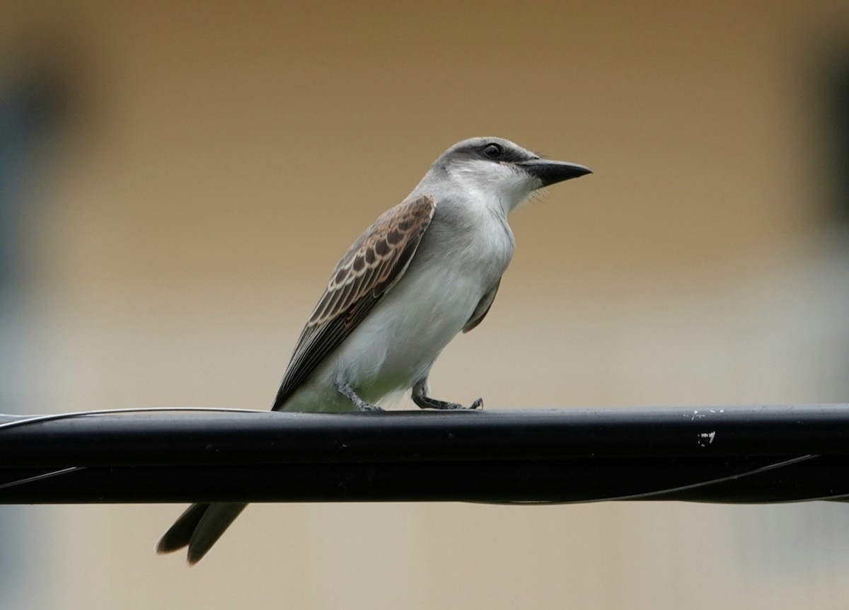 Gray Kingbird - deborah grimes