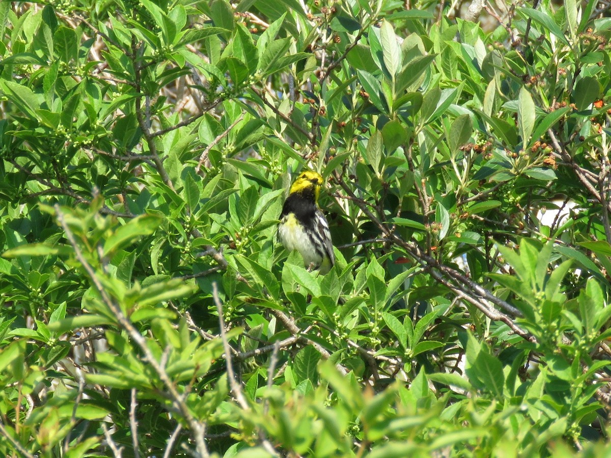 Black-throated Green Warbler - ML167624471
