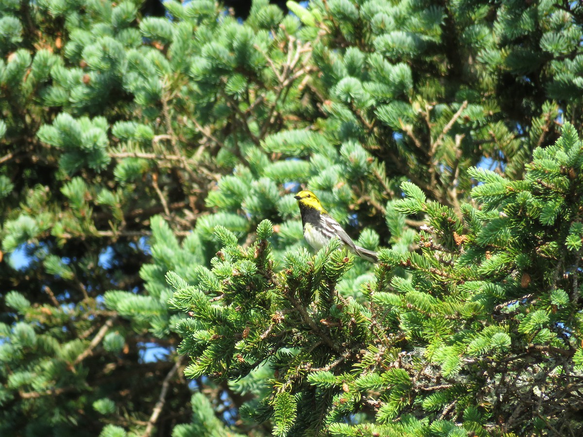 Black-throated Green Warbler - ML167624911