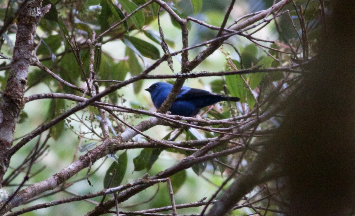 Blue-and-black Tanager - ML167630111
