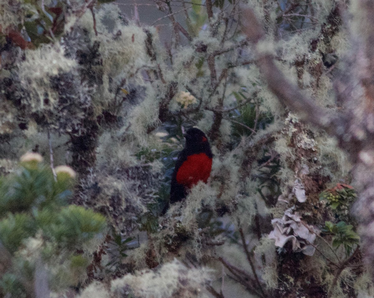 Scarlet-bellied Mountain Tanager - ML167630311