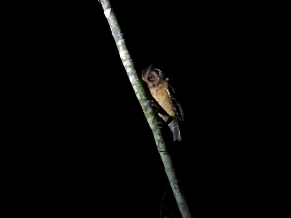 Tawny-bellied Screech-Owl - ML167630361