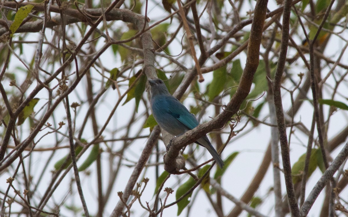 Glaucous Tanager - ML167630481