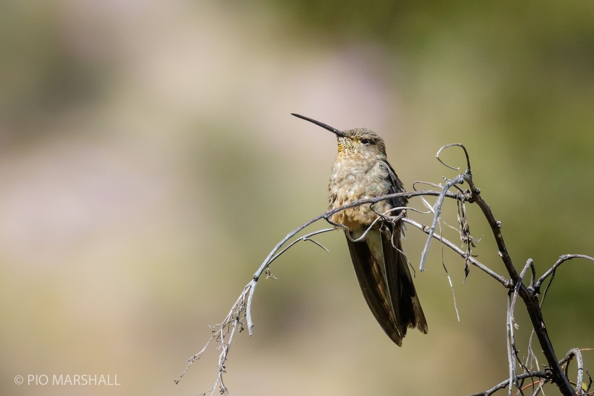 Giant Hummingbird - Pio Marshall