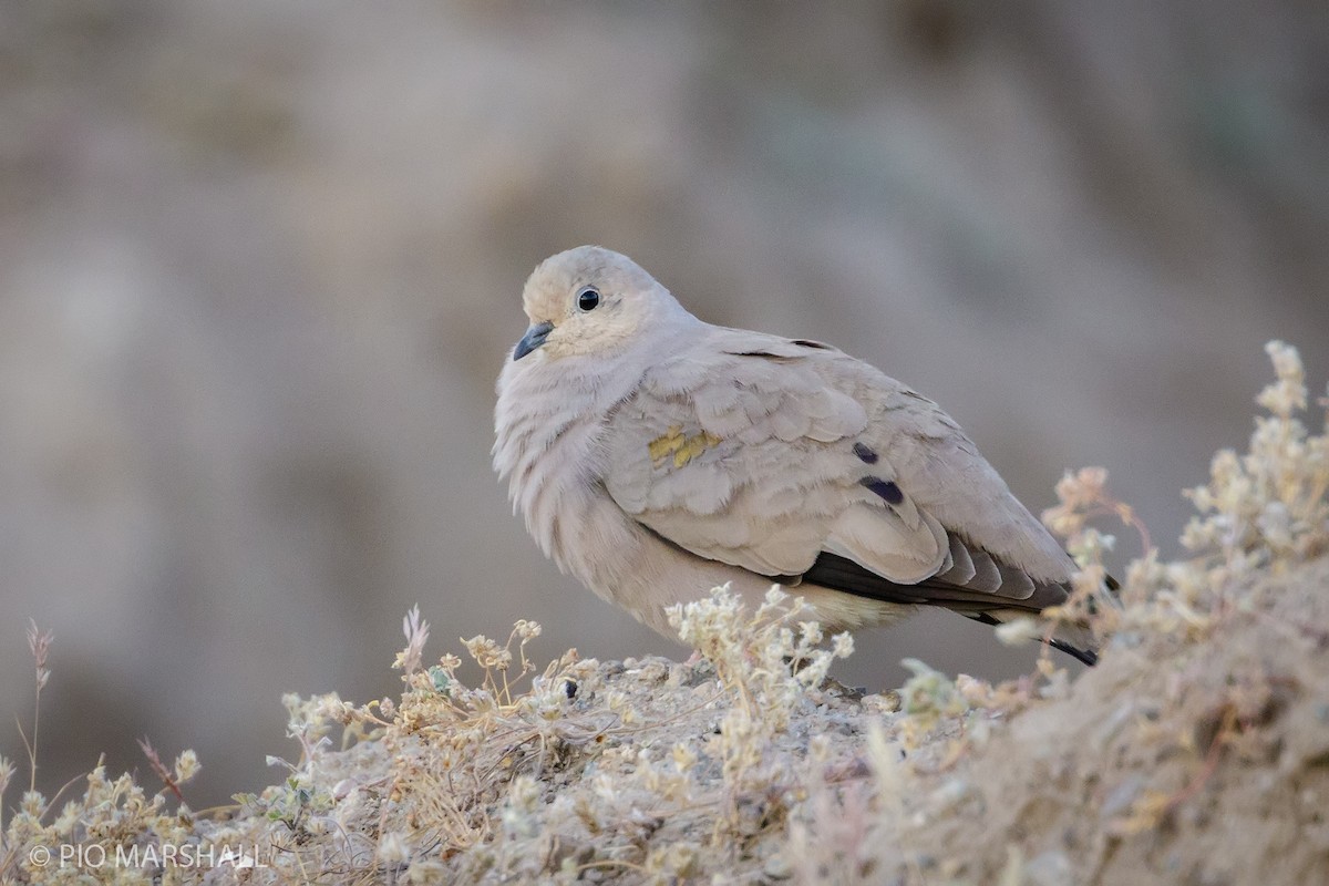 Golden-spotted Ground Dove - ML167630801