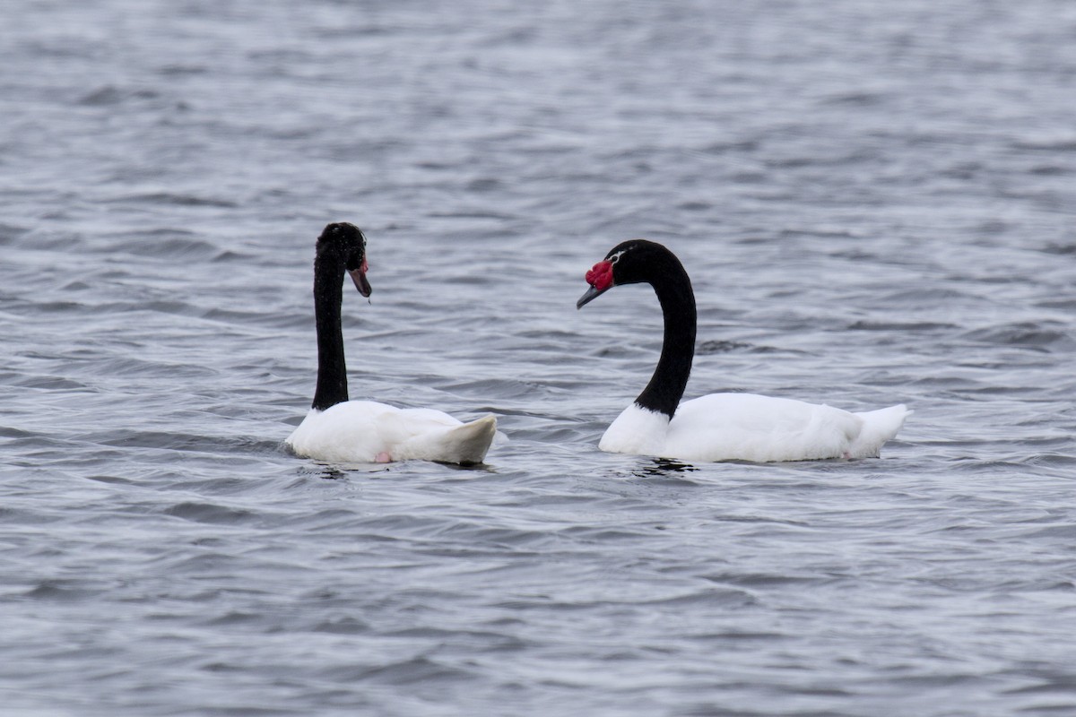 Black-necked Swan - ML167636061