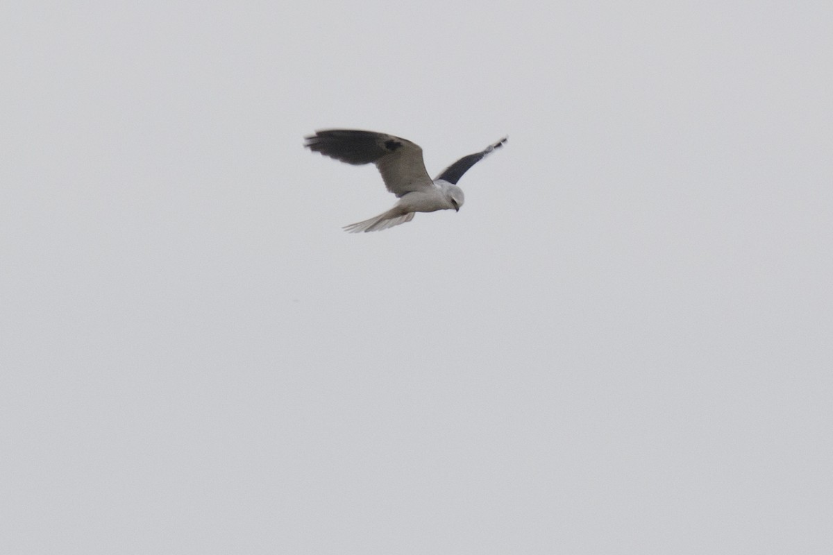 White-tailed Kite - Luciano Acquaviva