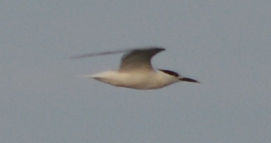 Sandwich Tern - Paul Messing