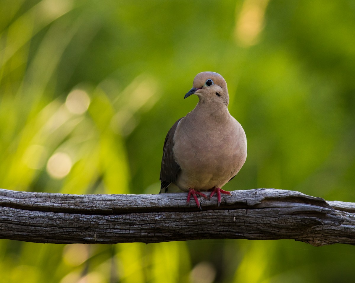 Mourning Dove - Casey Lowder