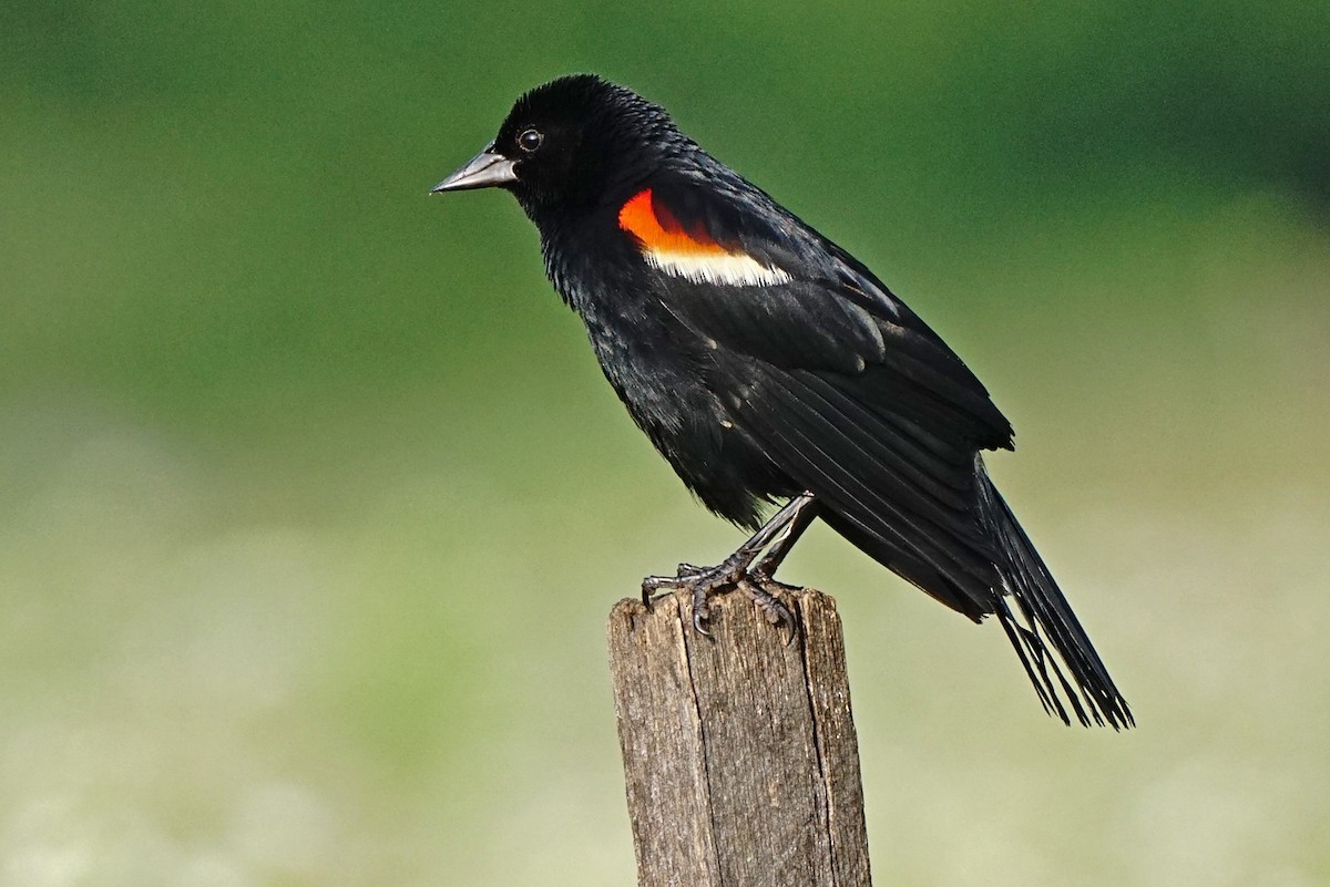 Red-winged Blackbird - John Daniel