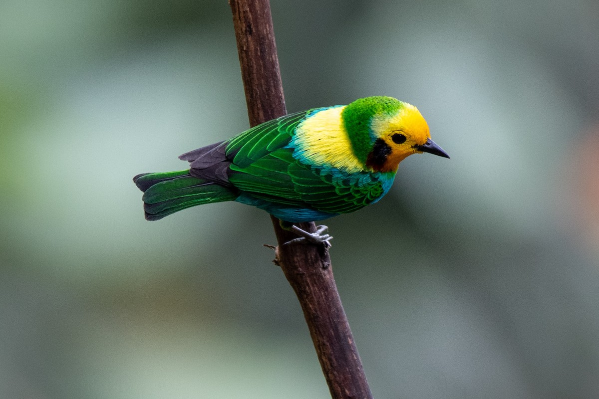 Multicolored Tanager - ML167639031