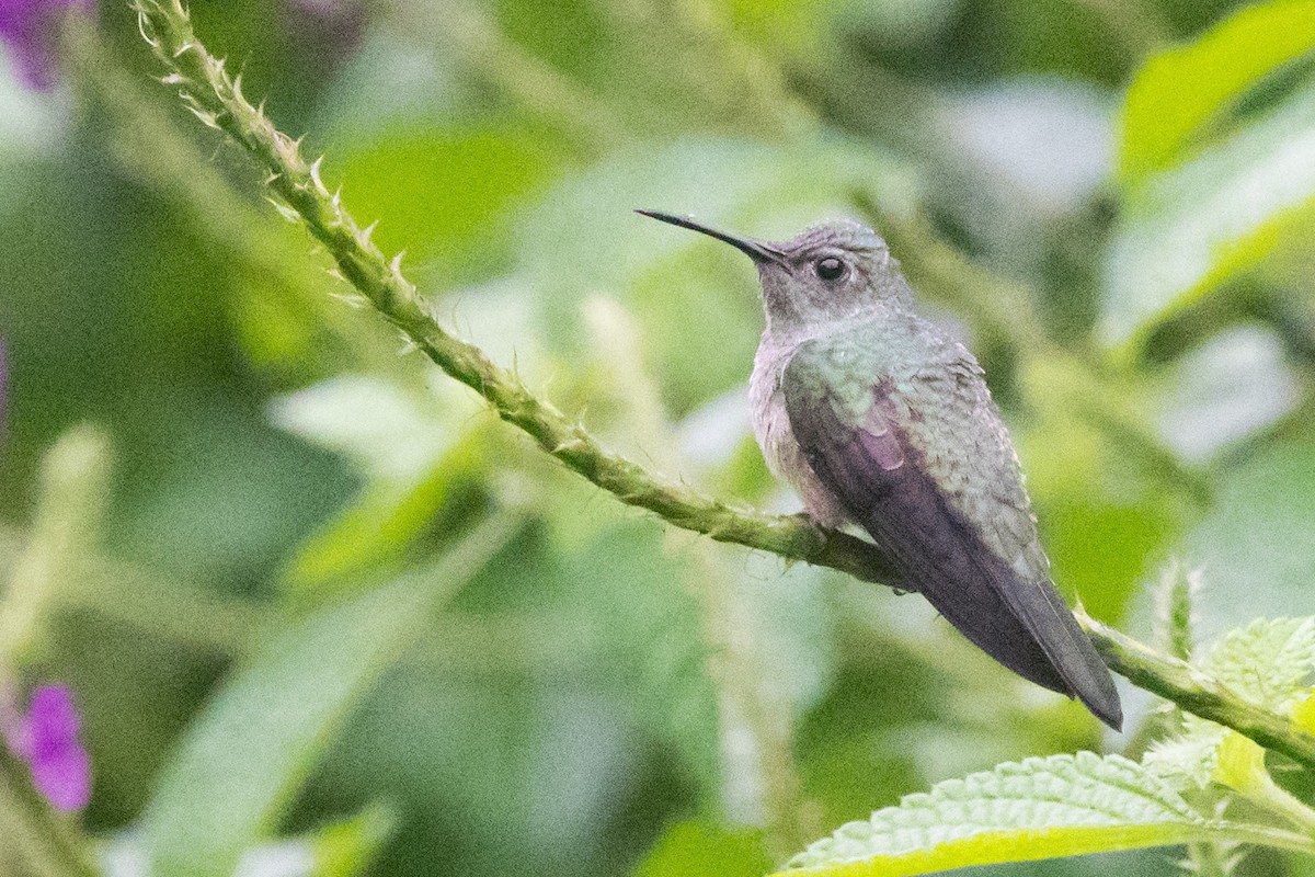 Scaly-breasted Hummingbird - Nancy Christensen