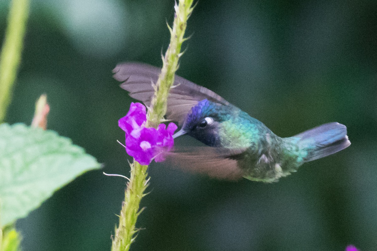 Violet-headed Hummingbird - ML167639411