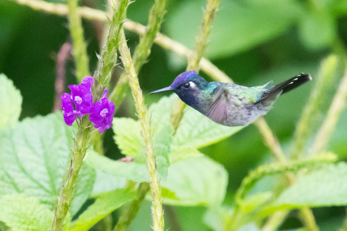 Violet-headed Hummingbird - ML167639421