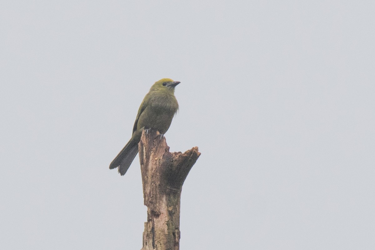 Palm Tanager - ML167639611