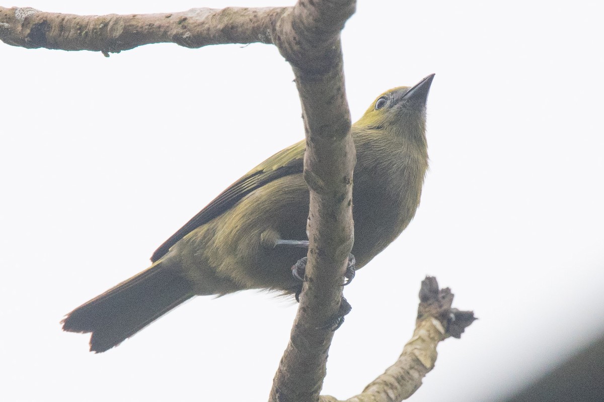 Palm Tanager - ML167639631