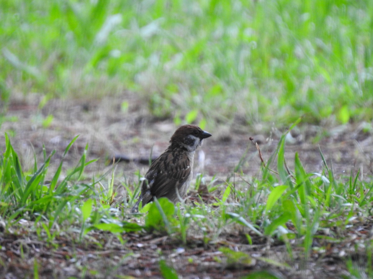 Eurasian Tree Sparrow - Letitia Negulescu