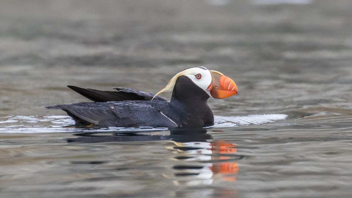 Tufted Puffin - ML167642941