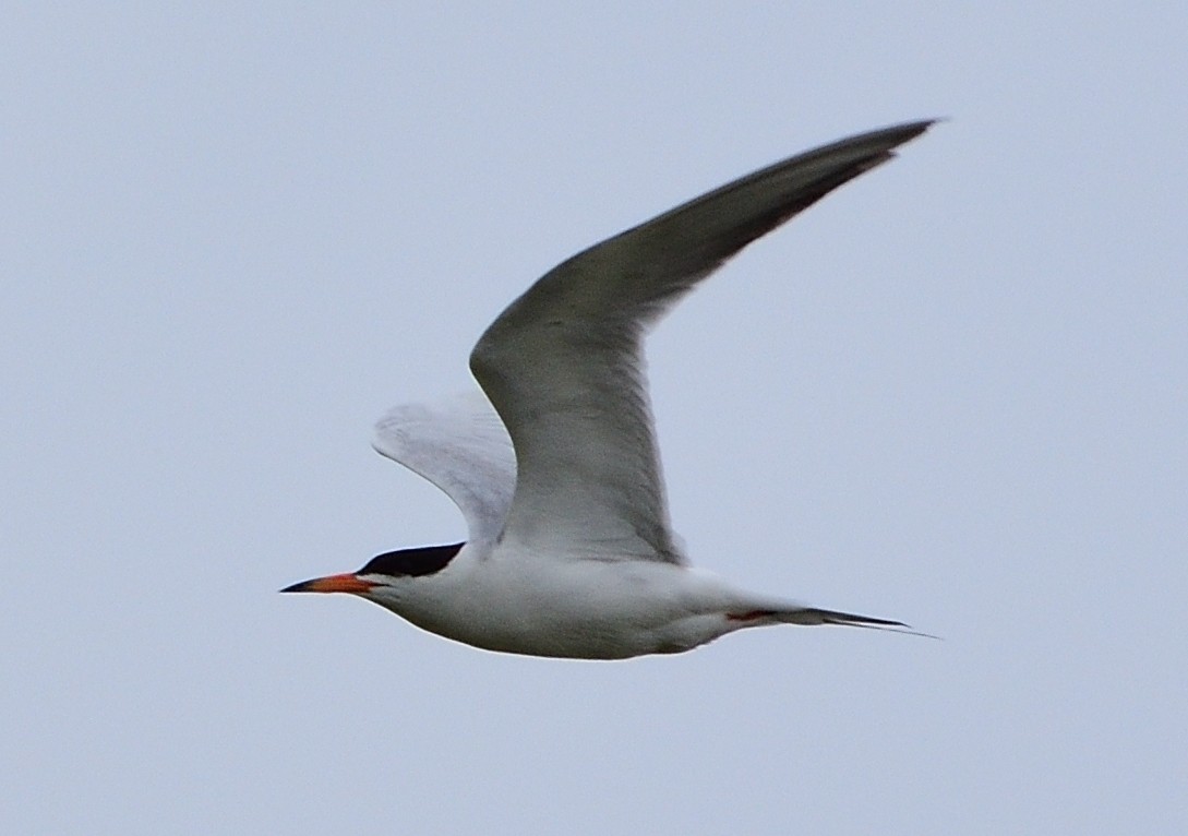 Common Tern - Ad Konings