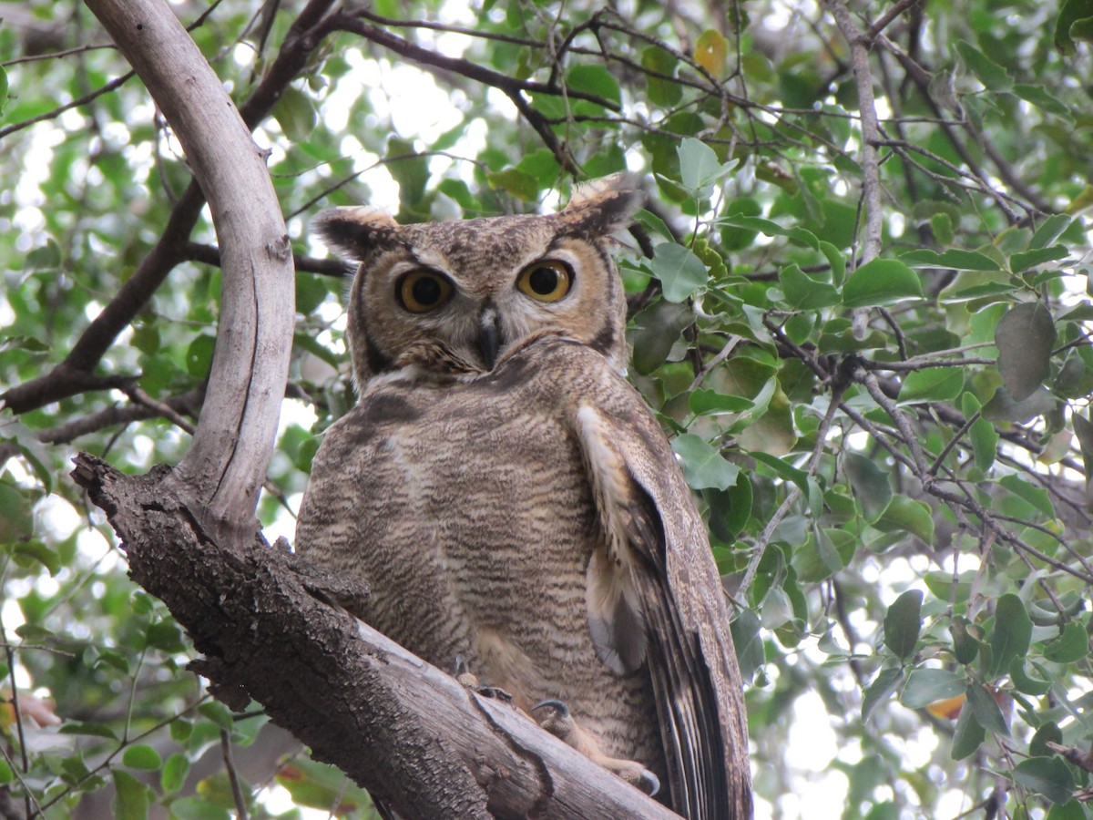 Lesser Horned Owl - Nelson  Contardo