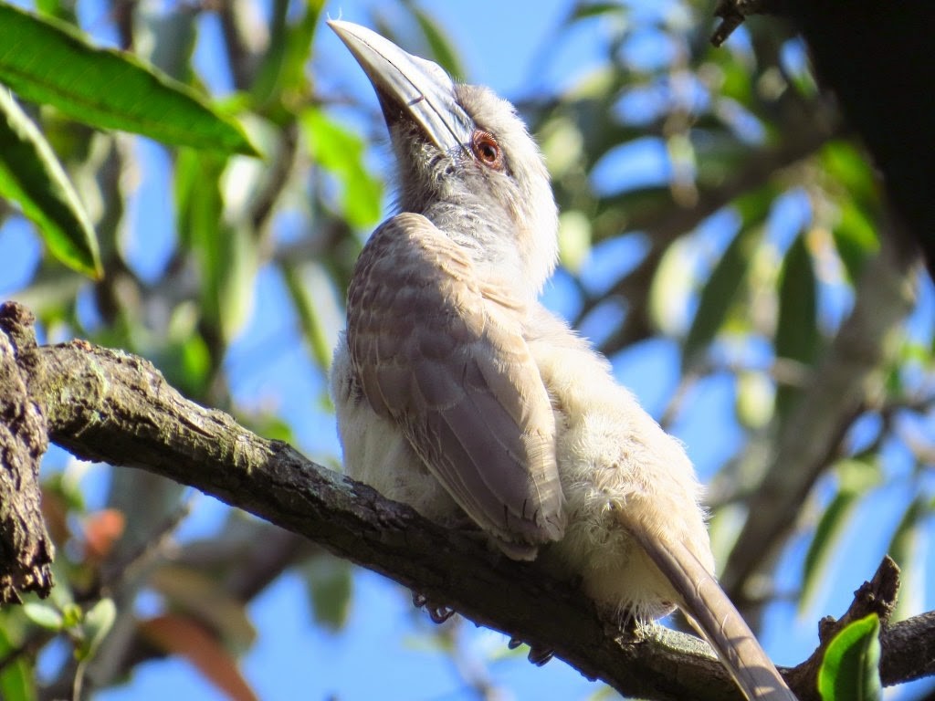 Indian Gray Hornbill - Rajiv R