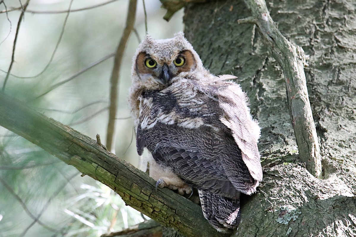 Great Horned Owl - Anthony Macchiarola