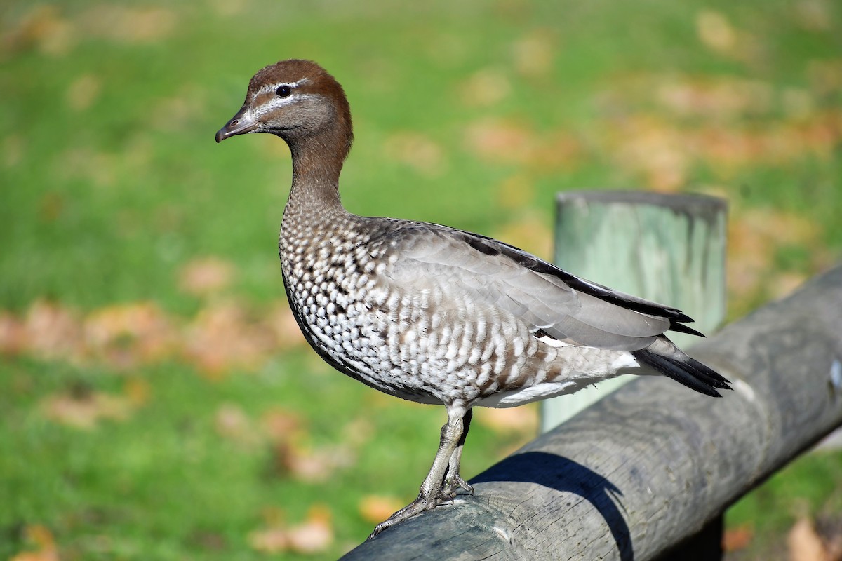 Maned Duck - Ryan Kilgower